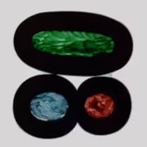 SdSchlarb Collection