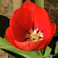 Revealing the beauty of plants