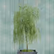MyPlants