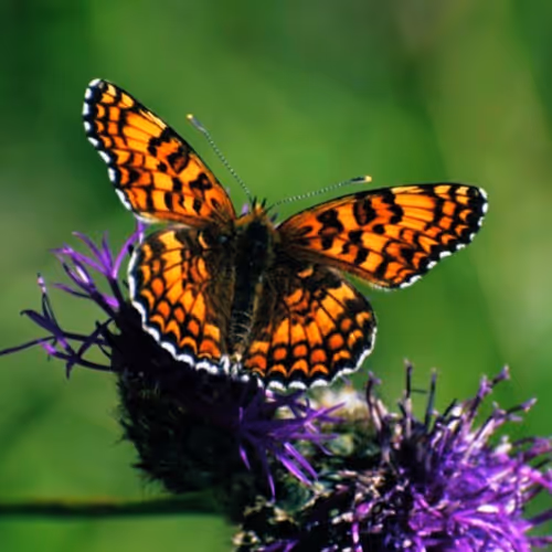 Little Black Storm Cloud