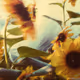 Tsunflower Chaos