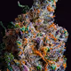 Big Smoke x Trichome Media