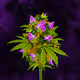 Crypto Cannabis Art