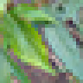 24px Plants