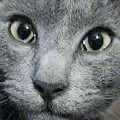 Cats V25