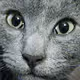 Cats V25