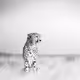 Wildlife | Monochrome