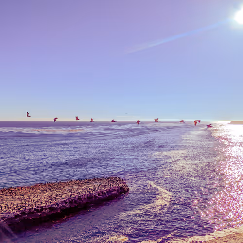 Limited Editions by EchoBravo