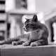 Philip Wong Photography on Bronica