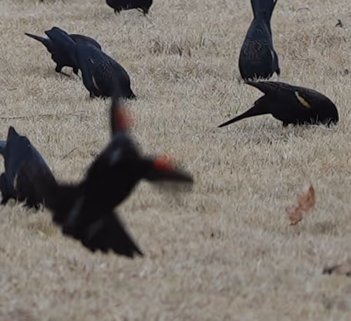 Harmony of Feathers: A Winter Feast Unveiled
