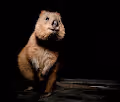 The Fabulous Quokkas - old