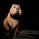 The Fabulous Quokkas - old