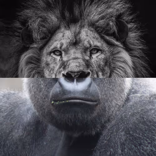 Animals 2FotosCollage