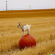 GOAT BALLS