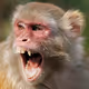 Ape-net