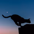 Cat Silhouette