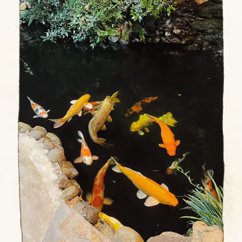 Koi In Pool