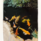 Koi In Pool