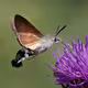 Macro-Photo