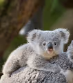 Ausnation Koalas