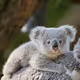 Ausnation Koalas