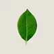 Only Leaves