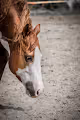 HorseLover