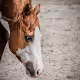 HorseLover
