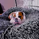 Uno The English Bulldog - old