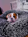 Uno The English Bulldog - old