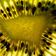 Abstract Kiwi Collection