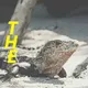 The Rare Animal Kingdom