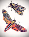 Rare Insects