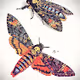 Rare Insects