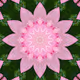 Bowl of Lotus and Smile