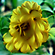 Flowers of good - old