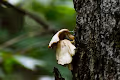 Algonquin in Macro - old