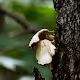 Algonquin in Macro - old