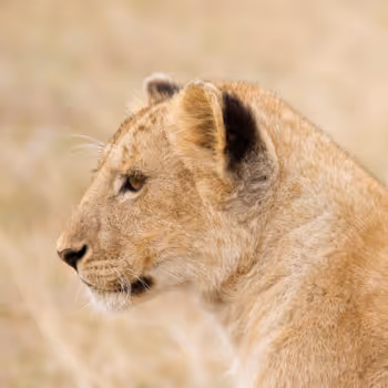 Anne McKinnell Wildlife Editions