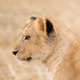 Anne McKinnell Wildlife Editions