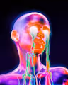 Light Neon - old