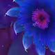 Fleur by AnaPet