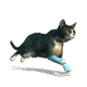 meowMEOWmeowCAT