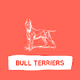 Bull Terriers - old - old