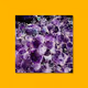 Harmonic Gems