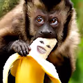 Ape Loves Banana - old