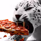 animal eat pizza
