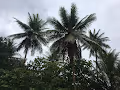 Tropical Pacific Islands in Micronesia