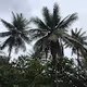 Tropical Pacific Islands in Micronesia