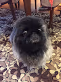 Pekingese from Russia